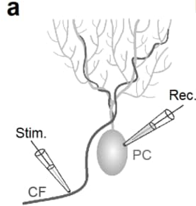 paper_synapse